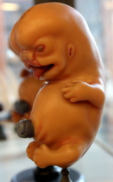 Embryo in Anatomischer Ausstellung, Institut für Anatomie der Uniklinik Rostock.
