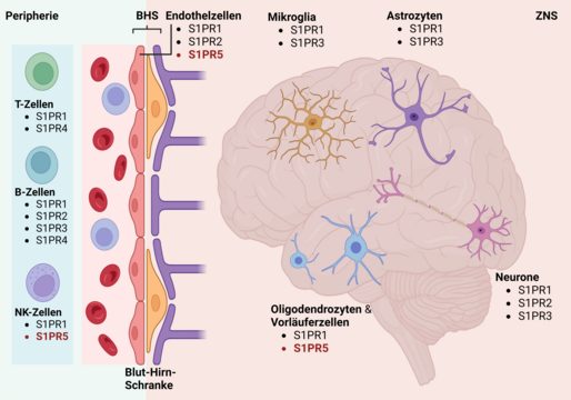 schematische Abbildung, Blutzellen links, mittig die Bluthirnschranke und rechts ein Gehirn mit den Nervenzellen