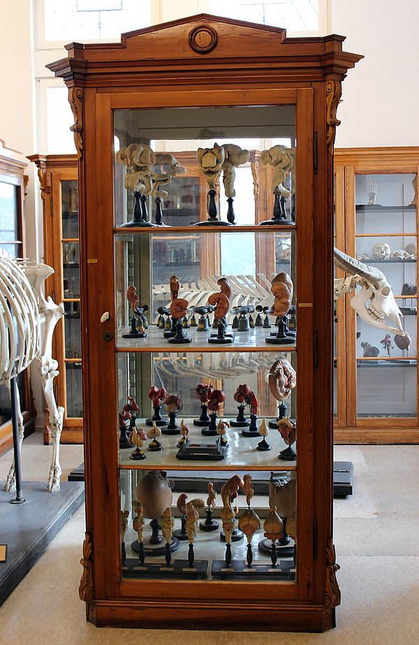 Exponate der Anatomischen Sammlung Rostock in der Anatomie