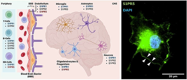 Sphingosine-1-phosphate receptors in the central nervous system